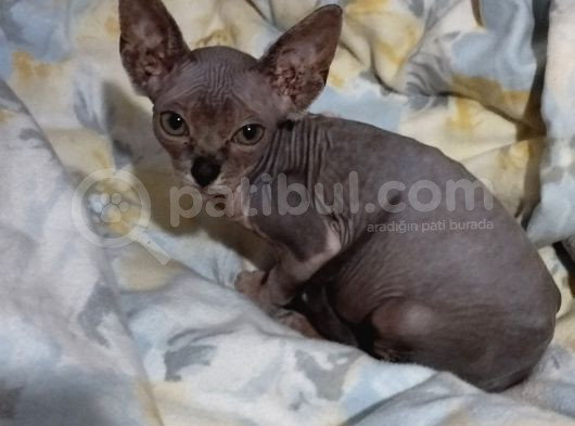 Mükemmel Kali̇tede Sphynx Stenks Yavrular görsel