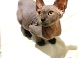 Mükemmel Kali̇tede Sphynx Stenks Yavrular