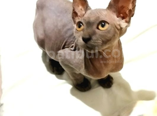 Mükemmel Kali̇tede Sphynx Stenks Yavrular görsel