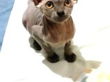 Mükemmel Kali̇tede Sphynx Stenks Yavrular