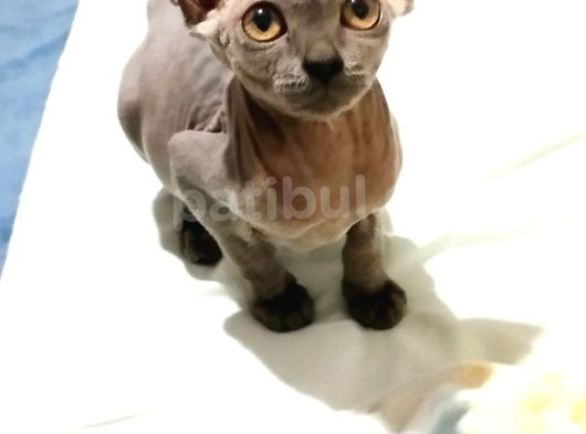 Mükemmel Kali̇tede Sphynx Stenks Yavrular görsel