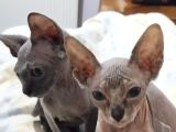 MÜKEMMEL KALİTEDE SPHYNX STENKS YAVRULAR