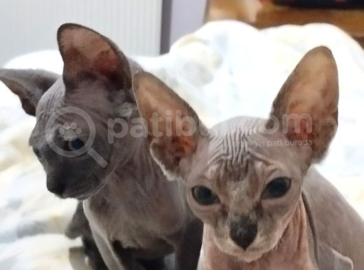 Mükemmel Kali̇tede Sphynx Stenks Yavrular