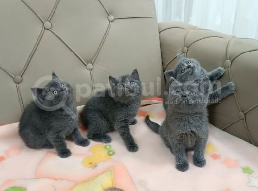 Bi̇blo Surat Brti̇sh Shorthai̇r Yavrular görsel