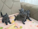 BİBLO SURAT BRTİSH SHORTHAİR YAVRULAR