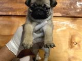 Üst Düzey Pug Yavrular