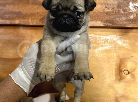 Üst Düzey Pug Yavrular görsel