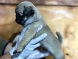 Üst Düzey Pug Yavrular