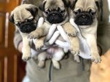 Üst Düzey Pug Yavrular