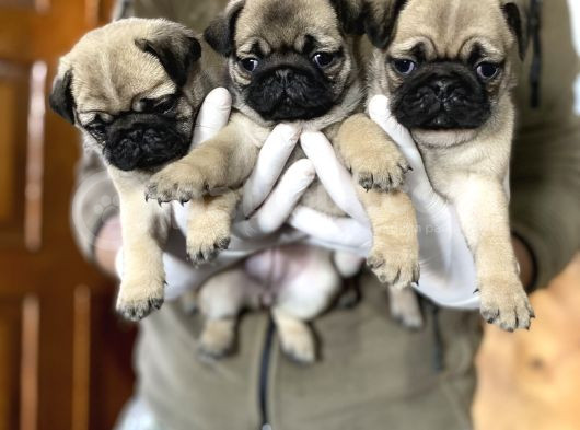 Üst Düzey Pug Yavrular görsel