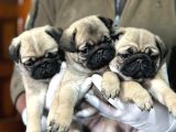 Üst düzey pug yavrular