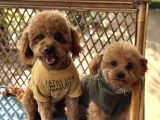 Toy Poodle Bebekler