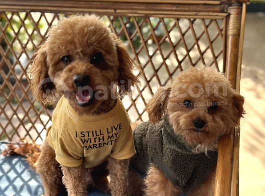 Toy Poodle Bebekler görsel