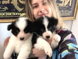 Border Collie Yavrular