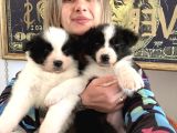 Border collie yavrular