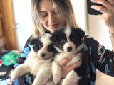 Border Collie Yavrular