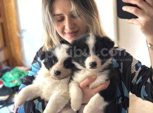 Border Collie Yavrular görsel