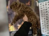 Toy Poodle Bebekler
