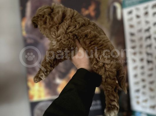 Toy Poodle Bebekler görsel