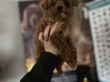 Toy Poodle Bebekler