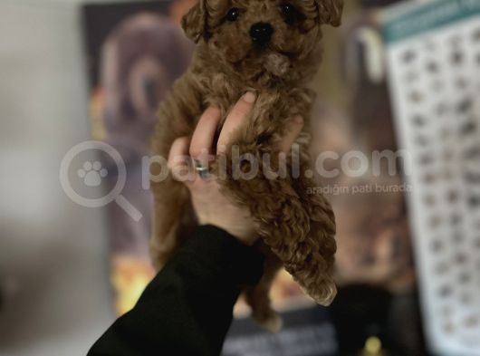 Toy Poodle Bebekler görsel