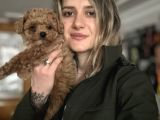 Toy Poodle Bebekler