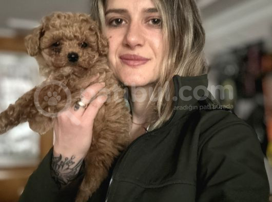 Toy Poodle Bebekler görsel