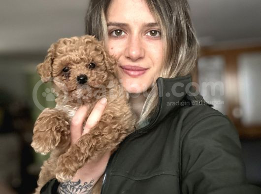 Toy Poodle Bebekler