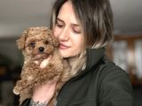 Toy Poodle Bebekler