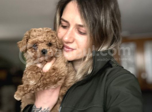 Toy Poodle Bebekler görsel