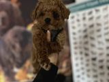 Toy Poodle Bebekler