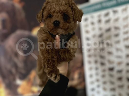 Toy Poodle Bebekler görsel