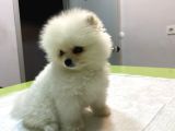 Pamuğumuzzz