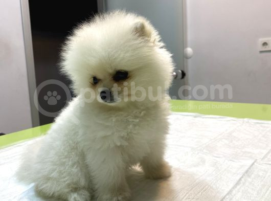 Pamuğumuzzz