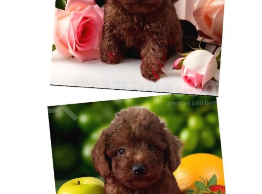 Secereli Kore Poodle Yavruları Red Brown görsel