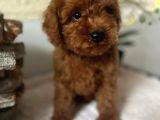 Secereli Kore Poodle Yavruları Red Brown
