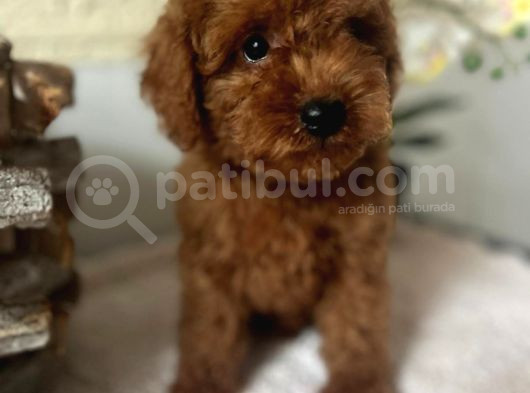 Secereli Kore Poodle Yavruları Red Brown görsel