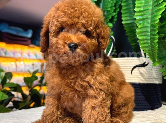 Secereli Kore Poodle Yavruları Red Brown görsel