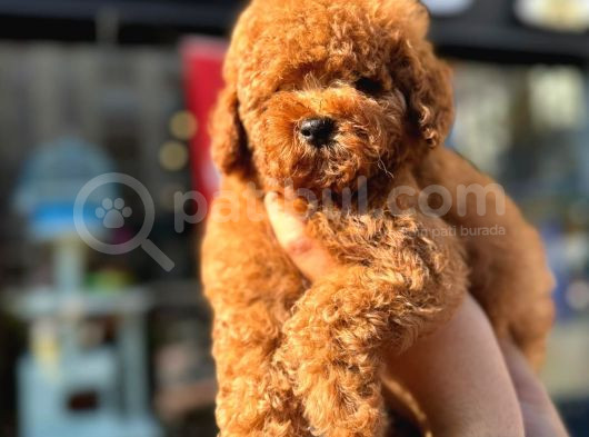 Secereli Kore Poodle Yavruları Red Brown