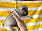 Sağlik Garanti̇li̇ Pug Yavrular