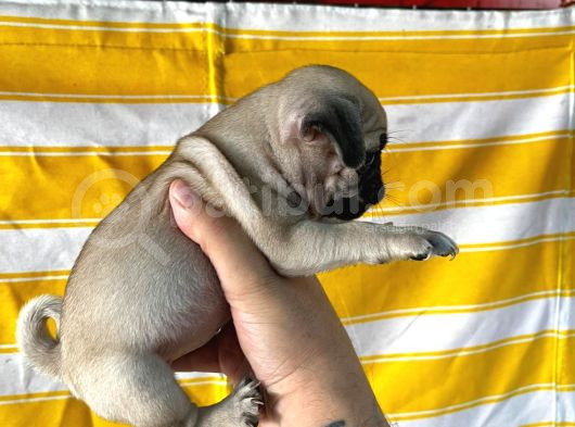 Sağlik Garanti̇li̇ Pug Yavrular görsel