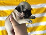 Sağlik Garanti̇li̇ Pug Yavrular