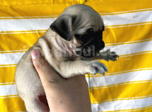 Sağlik Garanti̇li̇ Pug Yavrular görsel