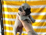 SAĞLIK GARANTİLİ PUG YAVRULAR