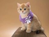 Elit Golden British Shorthair