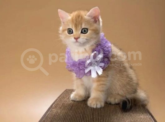 Elit Golden British Shorthair görsel