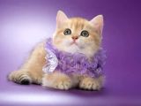 Elit Golden British Shorthair