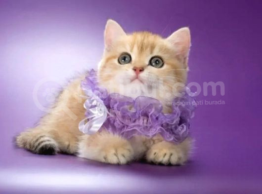 Elit Golden British Shorthair