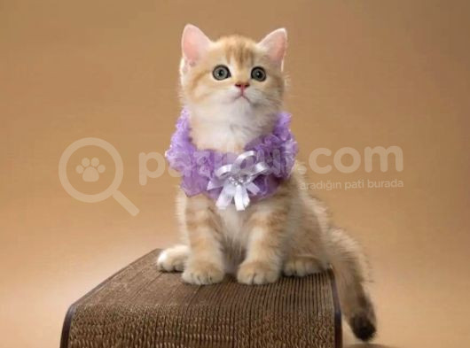 Elit Golden British Shorthair görsel