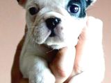 FRENCH BULDOGG BEBEKLERİMİZ TESLİME HAZİR